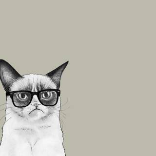 Cats with glasess computer wallpaper