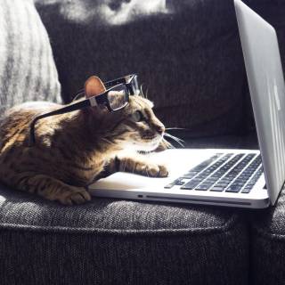 Cats with glasess computer wallpaper