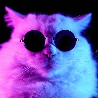 Cats with glasess computer wallpaper