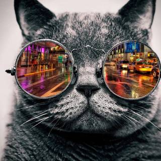 Cats with glasess computer wallpaper