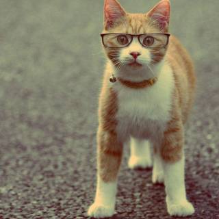 Cats with glasess computer wallpaper