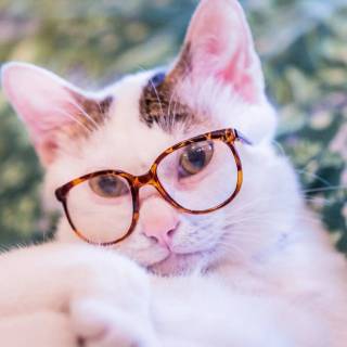 Cats with glasess computer wallpaper