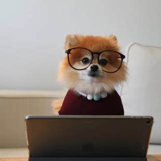Cats with glasess computer wallpaper