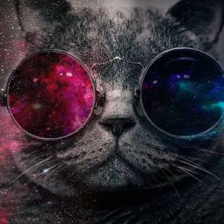 Cats with glasess computer wallpaper