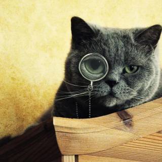 Cats with glasess computer wallpaper