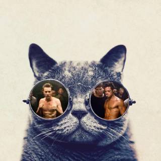 Cats with glasess computer wallpaper