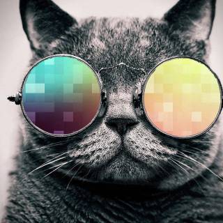 Cats with glasess computer wallpaper