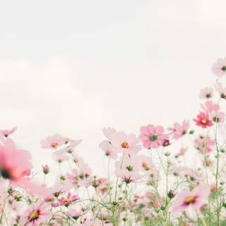 Simple PC summer wallpaper