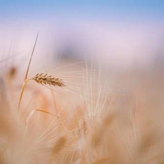Simple PC summer wallpaper