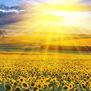 Simple PC summer wallpaper