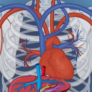 Arteries and veins wallpaper