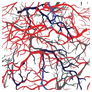Arteries and veins wallpaper
