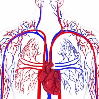 Arteries and veins wallpaper
