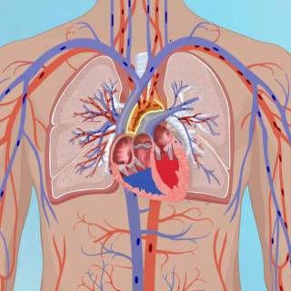 Arteries and veins wallpaper