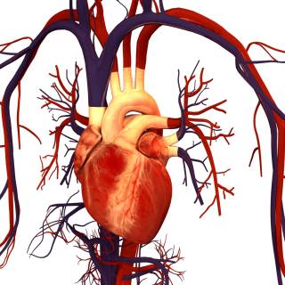 Arteries and veins wallpaper