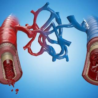 Arteries and veins wallpaper
