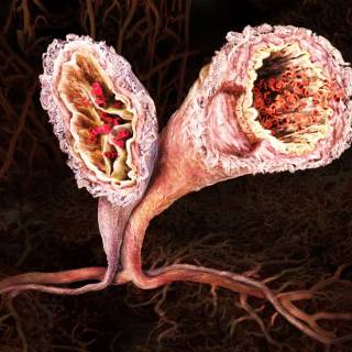 Arteries and veins wallpaper