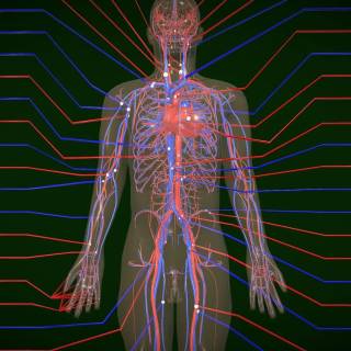 Arteries and veins wallpaper