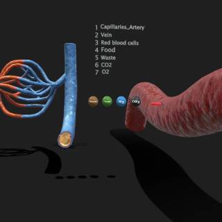 Arteries and veins wallpaper