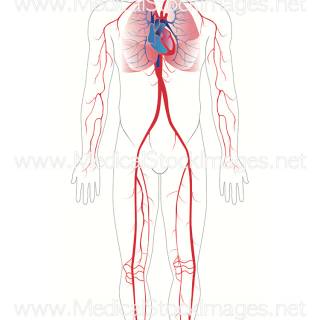 Arteries and veins wallpaper