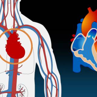 Arteries and veins wallpaper