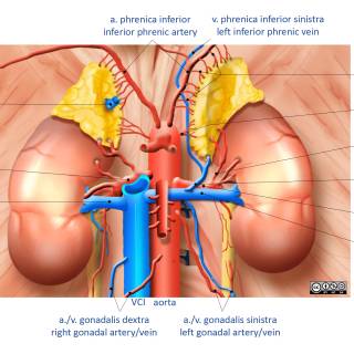 Arteries and veins wallpaper