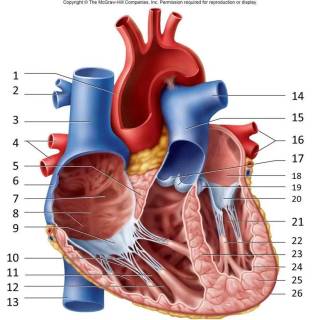 Arteries and veins wallpaper