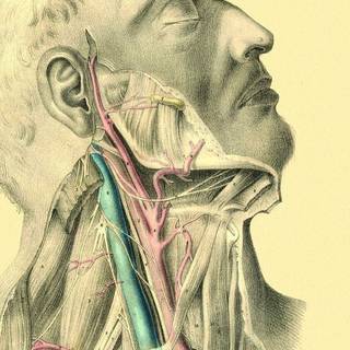 Arteries and veins wallpaper