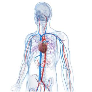 Arteries and veins wallpaper