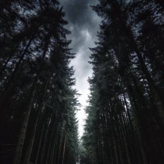 Dark nature 4k phone wallpaper