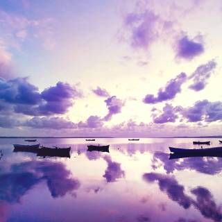 4k nature purple wallpaper
