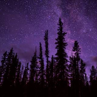 4k nature purple wallpaper