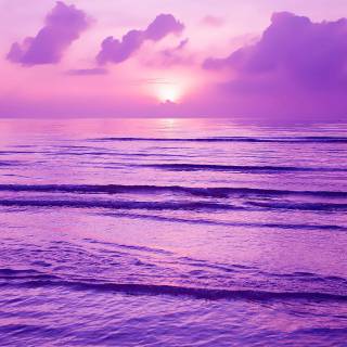 4k nature purple wallpaper