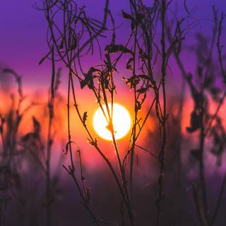 4k nature purple wallpaper