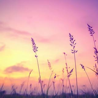4k nature purple wallpaper