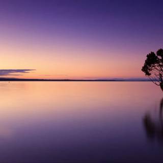 4k nature purple wallpaper