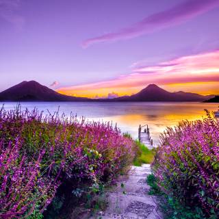 4k nature purple wallpaper