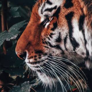 Animals desktop 4k wallpaper