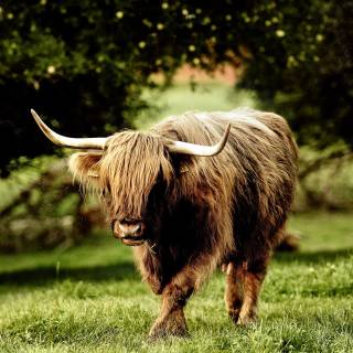 Animals desktop 4k wallpaper