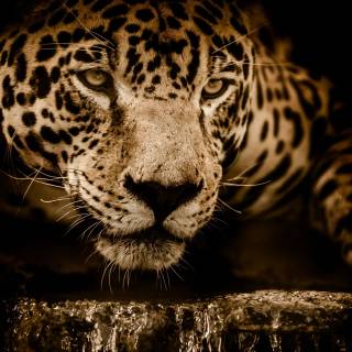 Animals desktop 4k wallpaper