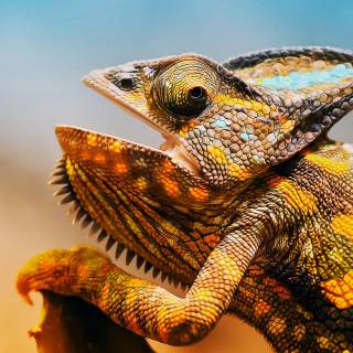 Animals desktop 4k wallpaper