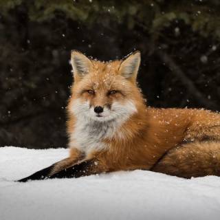 Animals desktop 4k wallpaper