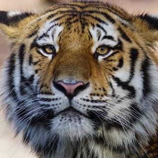 Animals desktop 4k wallpaper