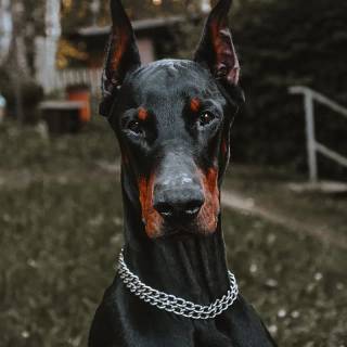 Doberman phone wallpaper