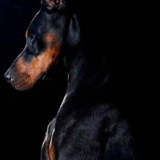 Doberman phone wallpaper