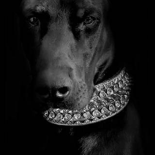Doberman phone wallpaper