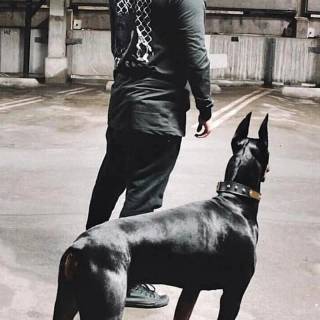Doberman phone wallpaper