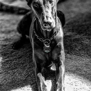 Doberman phone wallpaper