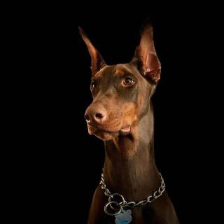 Doberman phone wallpaper