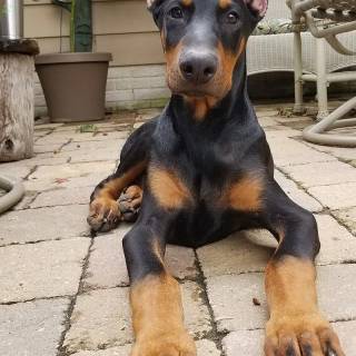 Doberman phone wallpaper